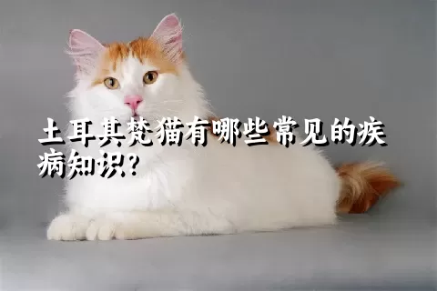 土耳其梵猫有哪些常见的疾病知识？