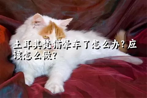 土耳其梵猫晕车了怎么办？应该怎么做？