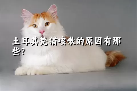 土耳其梵猫咳嗽的原因有那些？ 