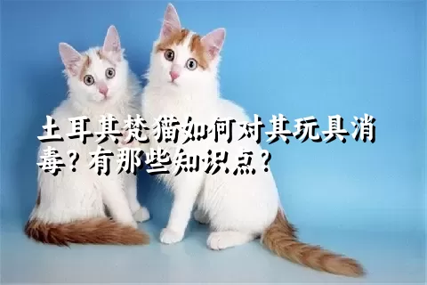 土耳其梵猫如何对其玩具消毒？有那些知识点？