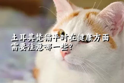 土耳其梵猫平时在健康方面需要注意哪一些？