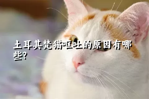 土耳其梵猫呕吐的原因有哪些?