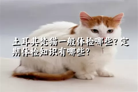 土耳其梵猫一般体检哪些？定期体检知识有哪些？