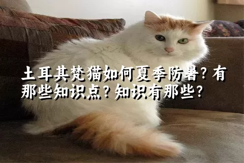 土耳其梵猫如何夏季防暑？有那些知识点？知识有那些？