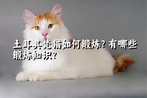 土耳其梵猫如何锻炼？有哪些锻炼知识？