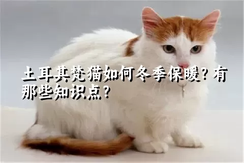 土耳其梵猫如何冬季保暖？有那些知识点？