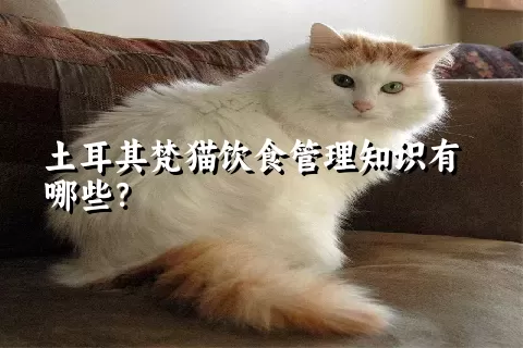 土耳其梵猫饮食管理知识有哪些？ 