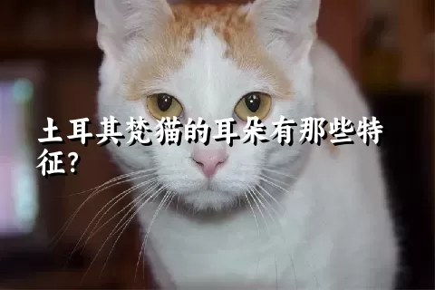 土耳其梵猫的耳朵有那些特征？