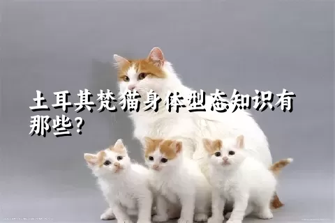 土耳其梵猫身体型态知识有那些？