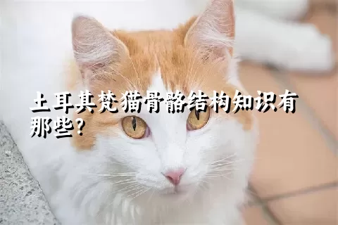 土耳其梵猫骨骼结构知识有那些？