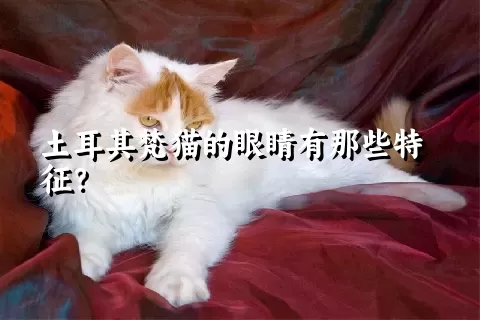 土耳其梵猫的眼睛有那些特征？