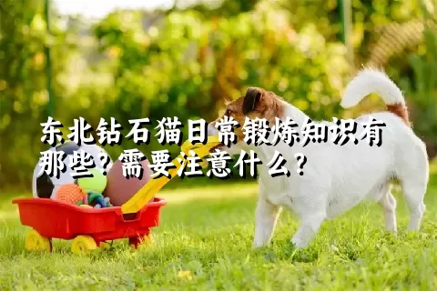 东北钻石猫日常锻炼知识有那些？需要注意什么？