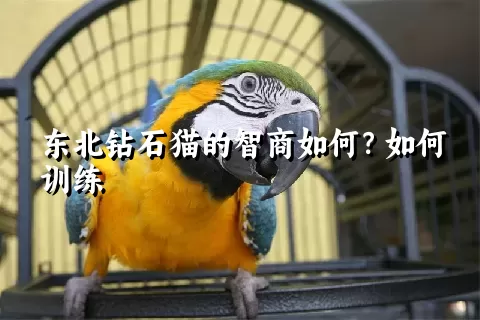 东北钻石猫的智商如何？如何训练