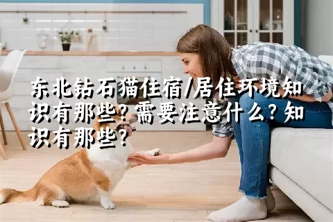 东北钻石猫住宿/居住环境知识有那些？需要注意什么？知识有那些？