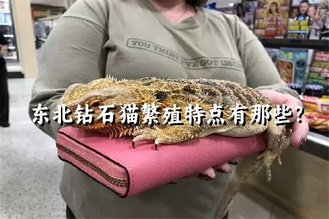 东北钻石猫繁殖特点有那些？