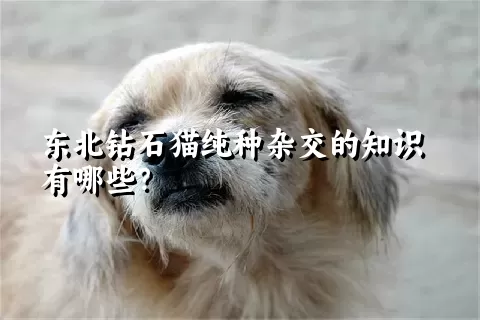 东北钻石猫纯种杂交的知识有哪些？ 