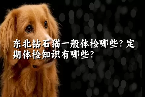 东北钻石猫一般体检哪些？定期体检知识有哪些？