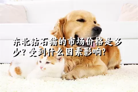 东北钻石猫的市场价格是多少？受到什么因素影响？