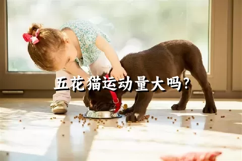 五花猫运动量大吗？