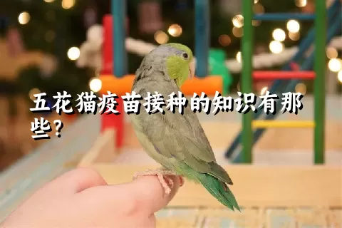 五花猫疫苗接种的知识有那些？