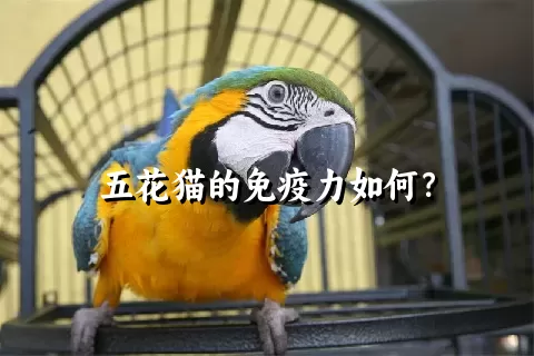 五花猫的免疫力如何？