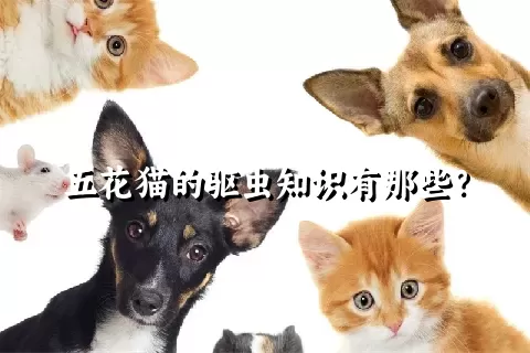 五花猫的驱虫知识有那些？