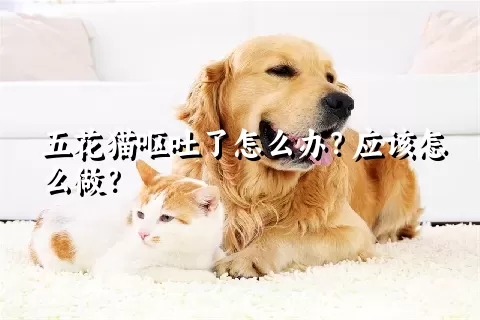 五花猫呕吐了怎么办？应该怎么做？