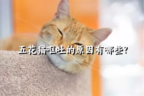 五花猫呕吐的原因有哪些?