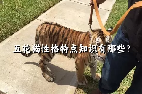 五花猫性格特点知识有那些？