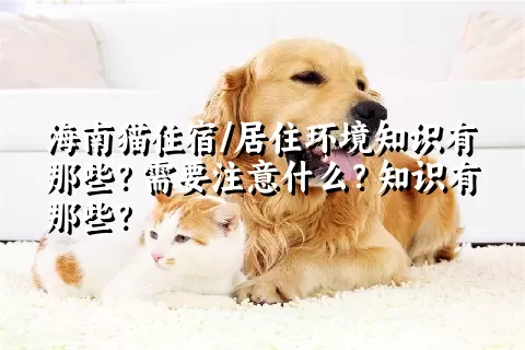 海南猫住宿/居住环境知识有那些？需要注意什么？知识有那些？