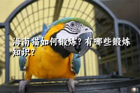 海南猫如何锻炼？有哪些锻炼知识？