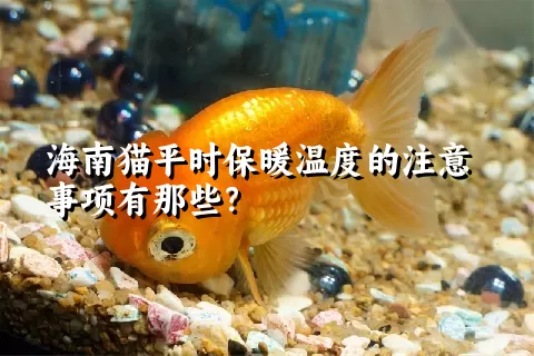 海南猫平时保暖温度的注意事项有那些？ 