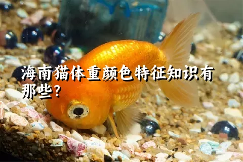 海南猫体重颜色特征知识有那些？