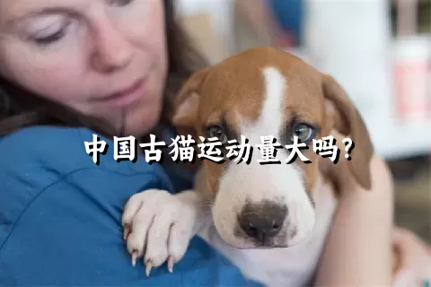 中国古猫运动量大吗？