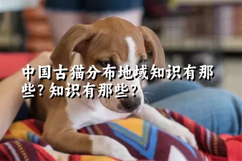 中国古猫分布地域知识有那些？知识有那些？