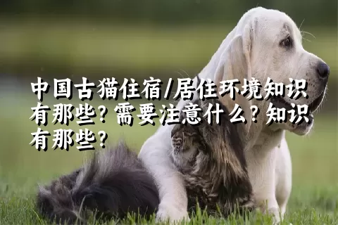 中国古猫住宿/居住环境知识有那些？需要注意什么？知识有那些？