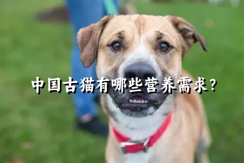 中国古猫有哪些营养需求？