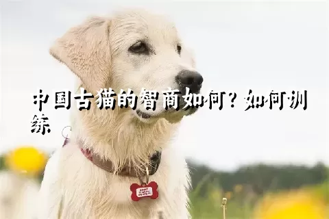 中国古猫的智商如何？如何训练