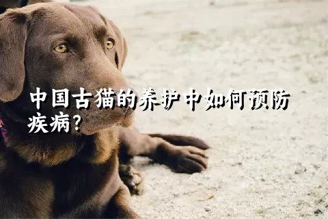 中国古猫的养护中如何预防疾病？