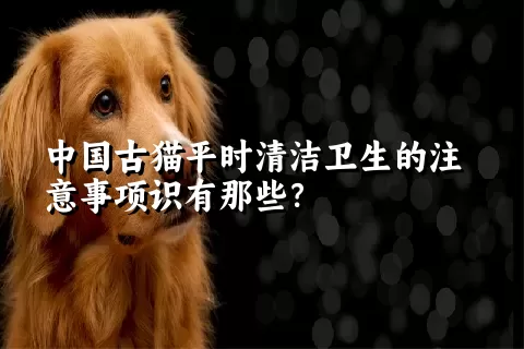 中国古猫平时清洁卫生的注意事项识有那些？ 