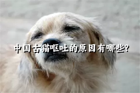 中国古猫呕吐的原因有哪些?