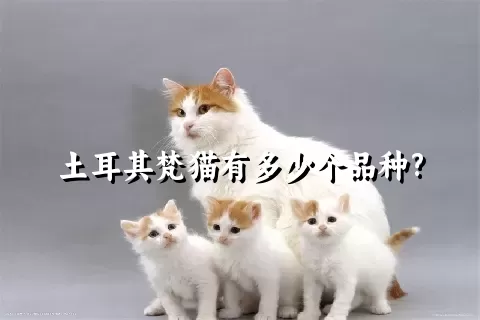 土耳其梵猫有多少个品种?