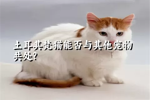 土耳其梵猫能否与其他宠物共处?