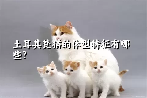 土耳其梵猫的体型特征有哪些?