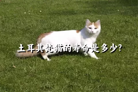 土耳其梵猫的寿命是多少?