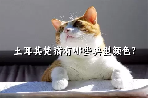 土耳其梵猫有哪些典型颜色?