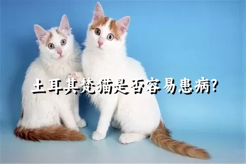 土耳其梵猫是否容易患病?