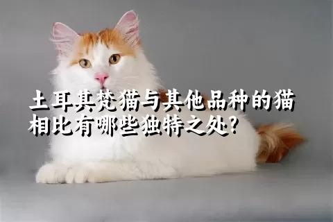 土耳其梵猫与其他品种的猫相比有哪些独特之处?