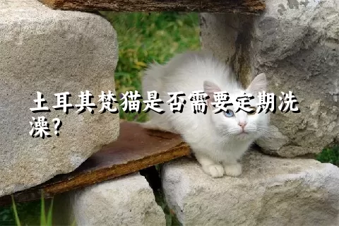 土耳其梵猫是否需要定期洗澡?