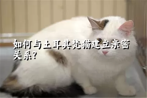 如何与土耳其梵猫建立亲密关系?